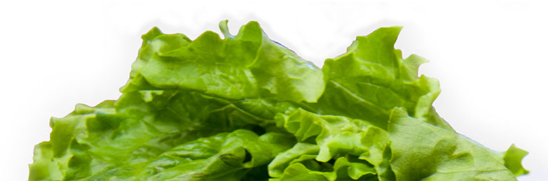 largelettuce